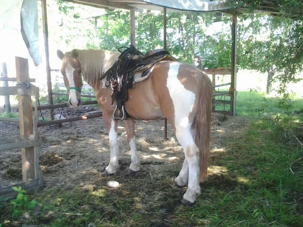 Отель The Horse Pogno Экстерьер фото